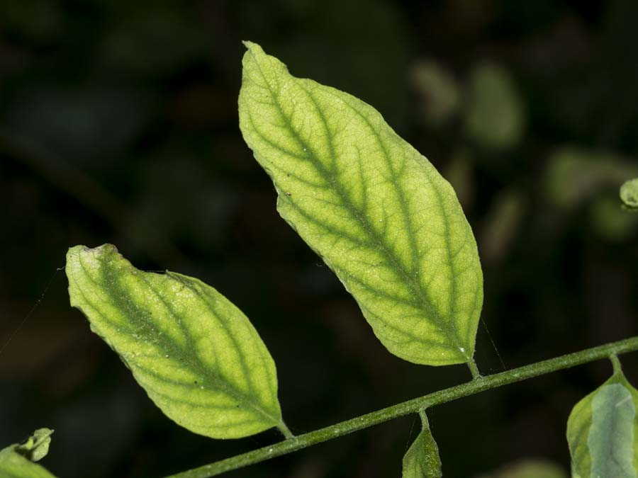 In collina:  Wisteria sp. / Glicine (Fabaceae)