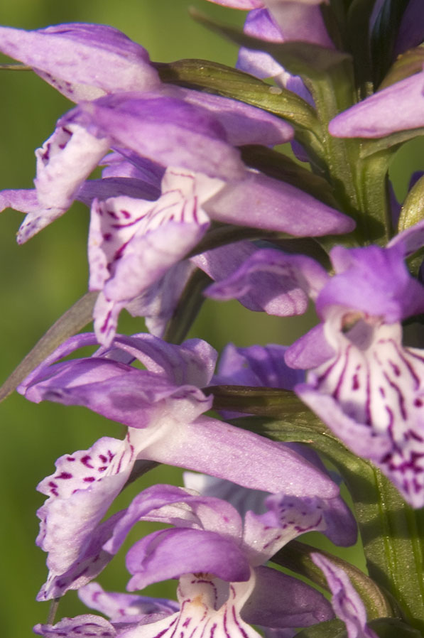 Dactylorhiza influenza (Appennino Piacentino)