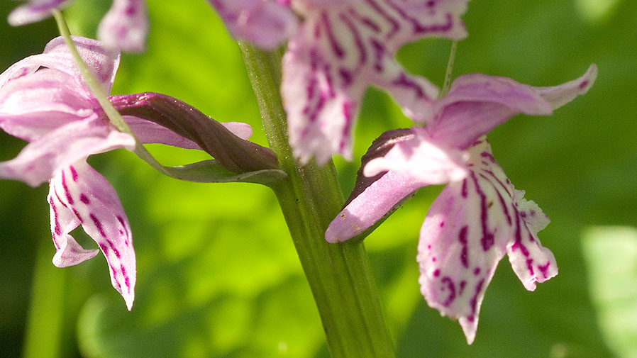 Dactylorhiza influenza (Appennino Piacentino)