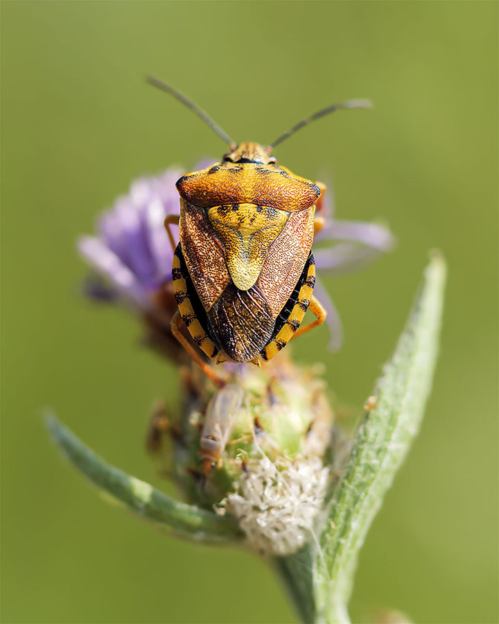 Cimice gialla:  Carpocoris pudicus