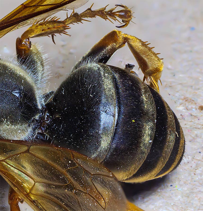 Vespa velutina ?