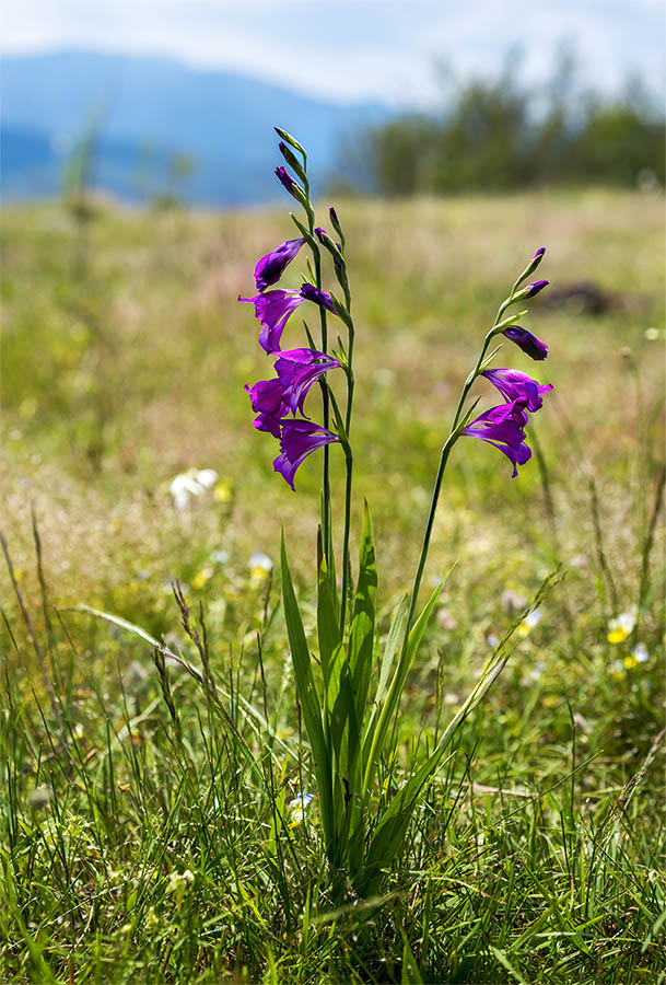 Gladiolus palustris / Gladiolo reticolato