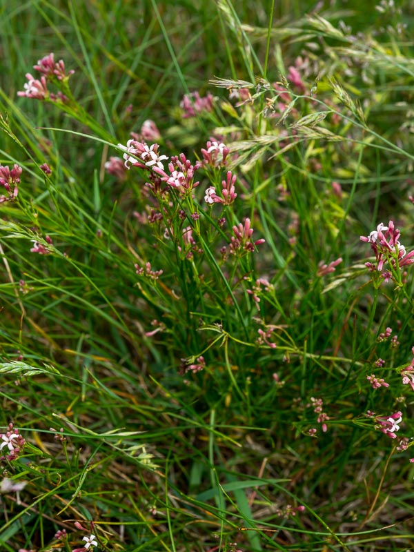Asperula aristata / Stellina aristata