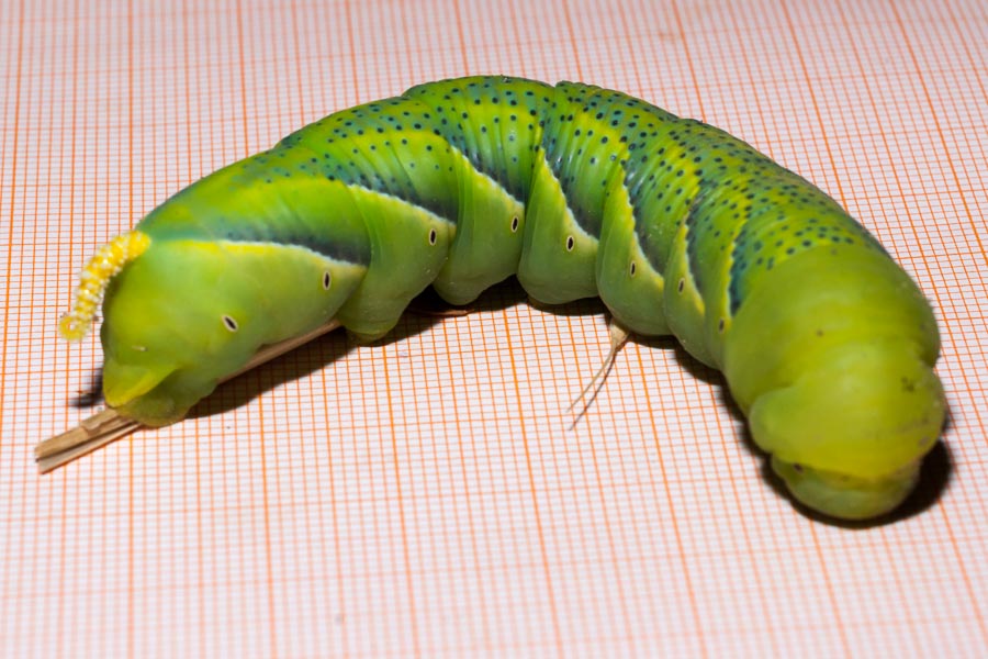 Bruco gigantesco:   Acherontia atropos (Spingidae)