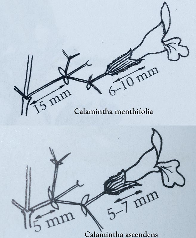 Clinopodium cfr. menthifolium