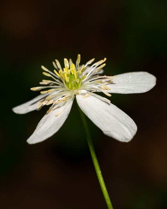 Fiore bianco in faggeta - Ranunculusi platanifolius