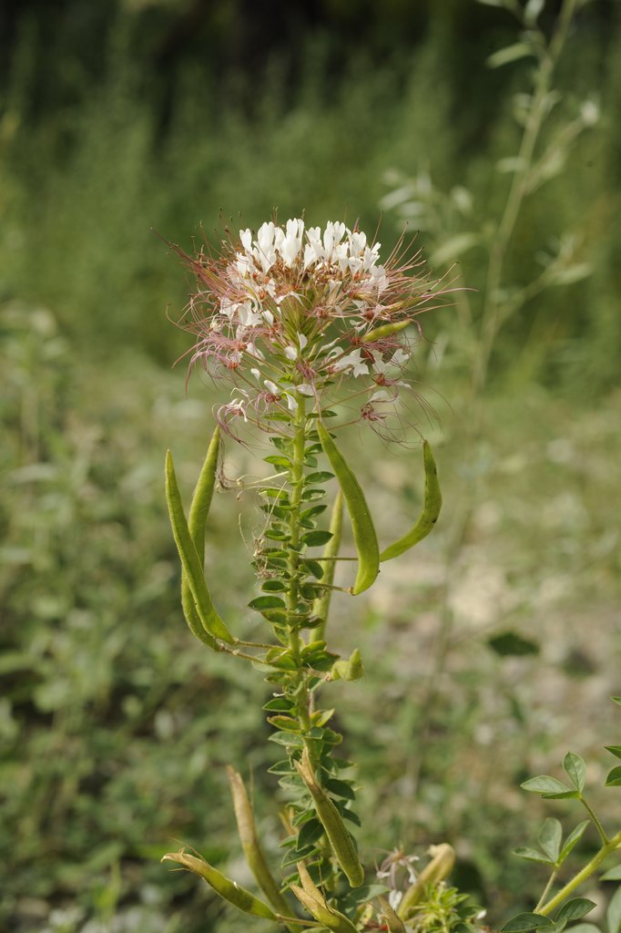 Polanisia trachysperma / Polanisia