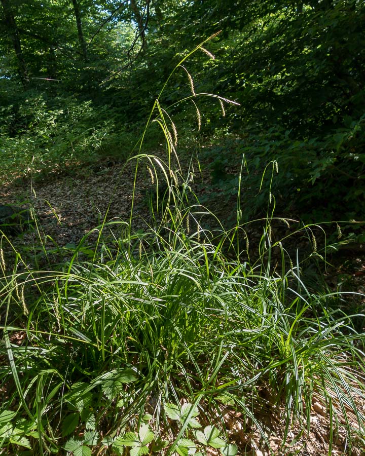 Carex sylvatica / Carice delle selve