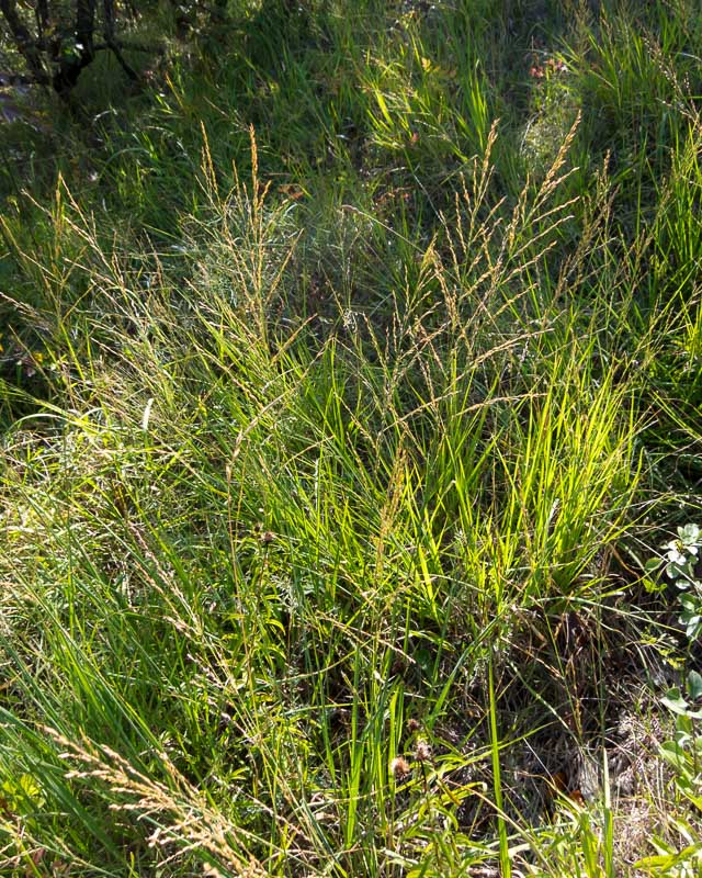 Molinia caerulea subsp. arundinacea / Gramigna altissima