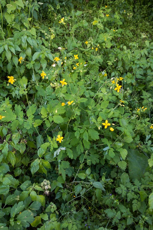 Chelidonium majus  (Ranunculales - Papaveraceae)