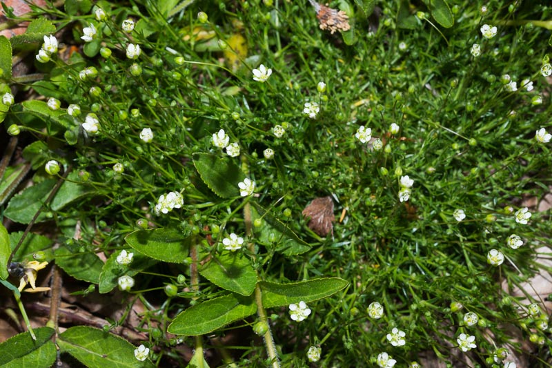 Sagina subulata / Sagina subulata