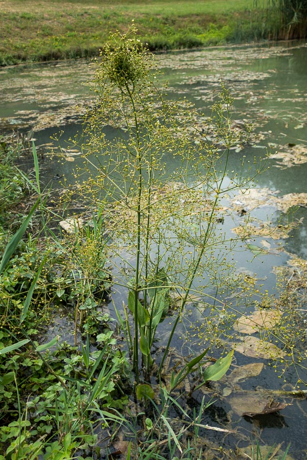 Alisma plantago-aquatica / Mestolaccia, piantaggine d''acqua