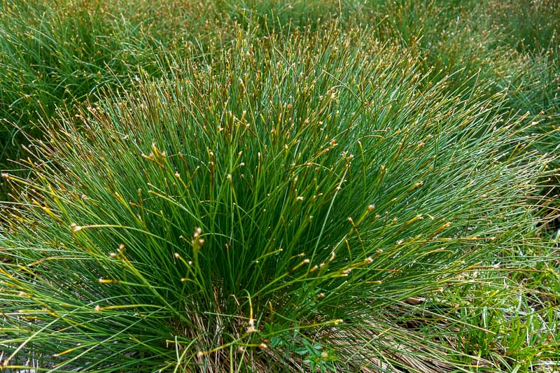 Trichophorum cespitosum