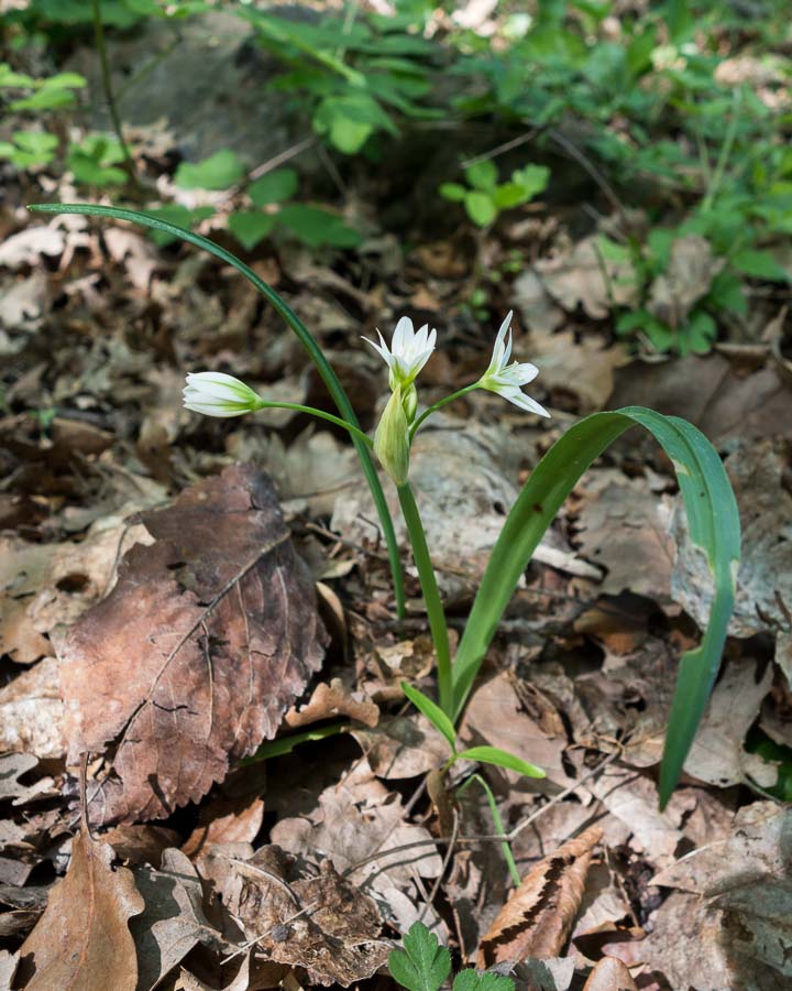 Allium pendulinum / Aglio pendolino