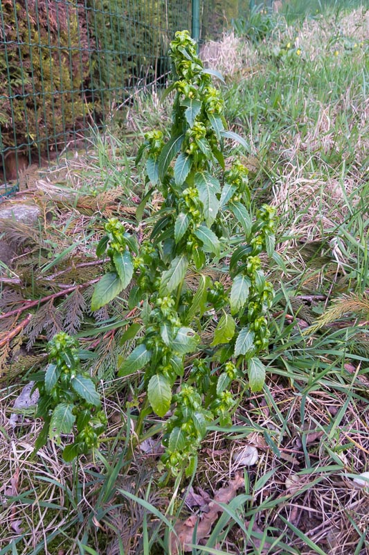 Mercurialis annua (Euphorbiaceae)