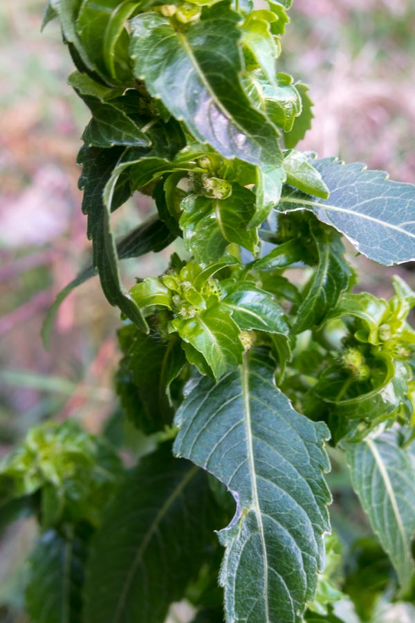 Mercurialis annua (Euphorbiaceae)