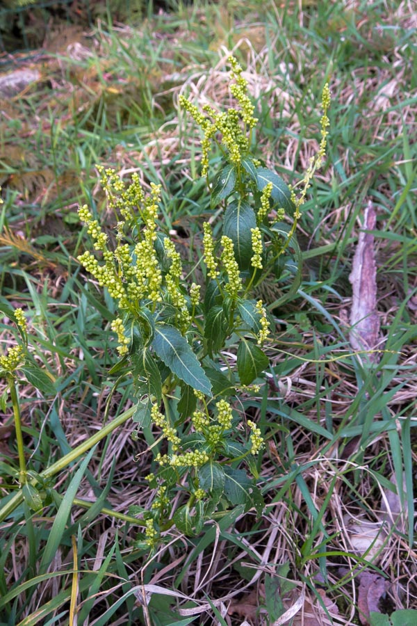 Mercurialis annua (Euphorbiaceae)