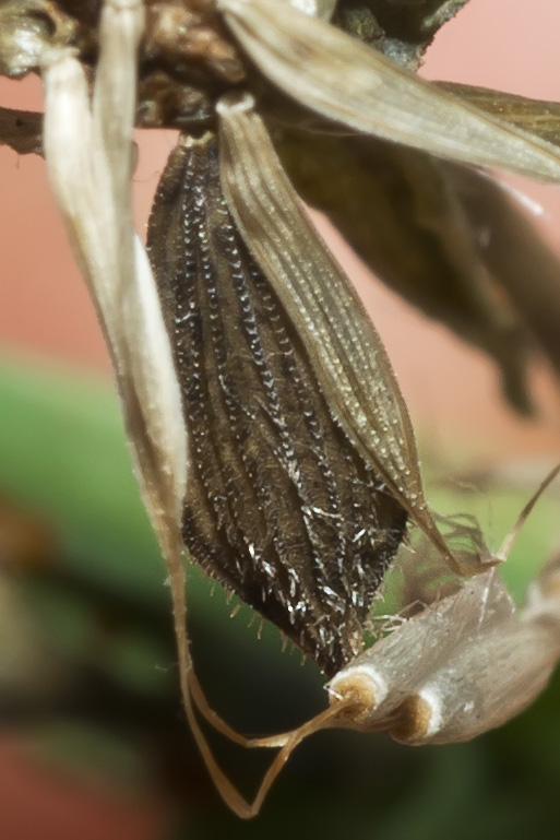 Lactuca serriola