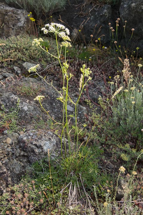 Oreoselinum nigrum