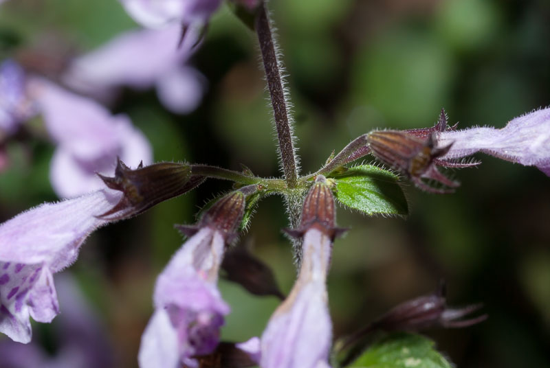 Clinopodium cfr. menthifolium