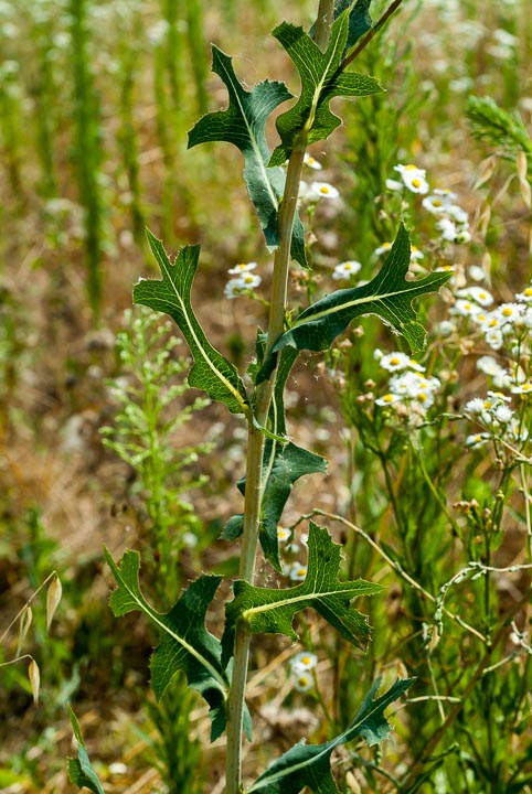 Lactuca sativa subsp. serriola