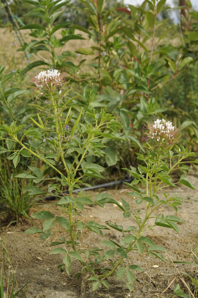 Polanisia trachysperma / Polanisia