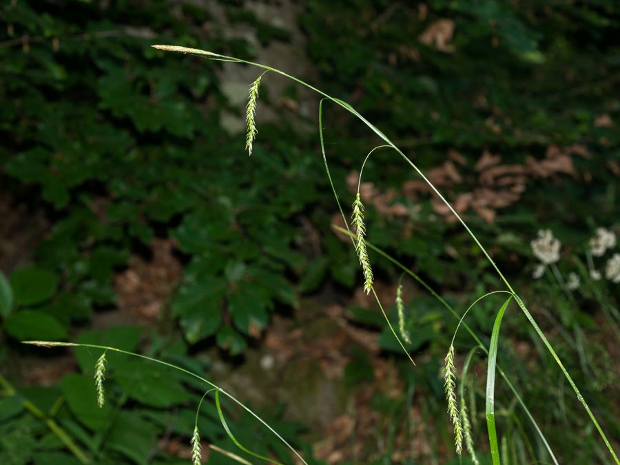 Carex sylvatica / Carice delle selve