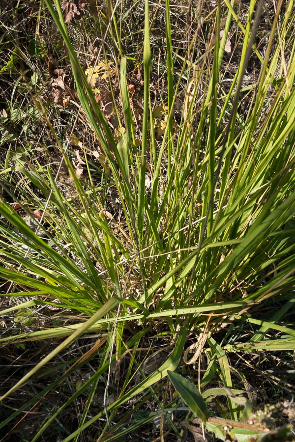 Molinia caerulea subsp. arundinacea / Gramigna altissima
