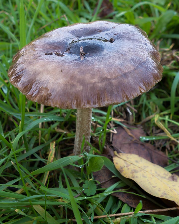 Funghi di fine novembre
