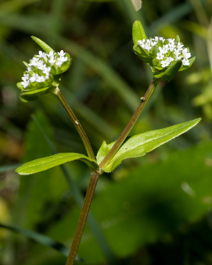 Valerianella sp. (Caprifoliaceae)