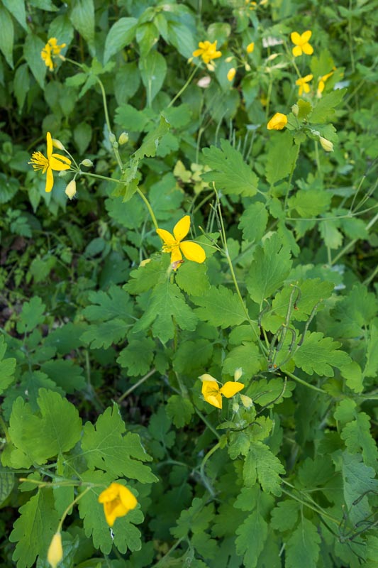 Chelidonium majus  (Ranunculales - Papaveraceae)