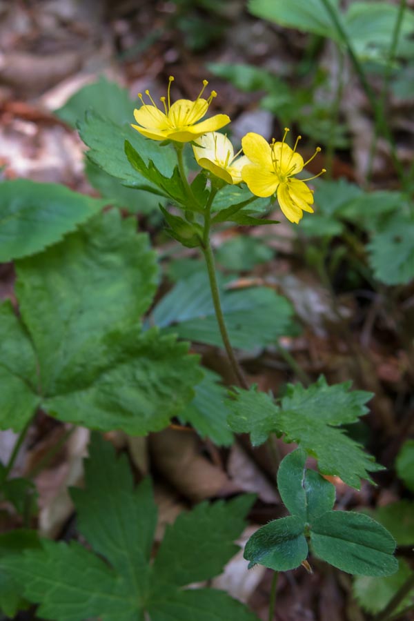 Aremonia agrimonoides / Agrimonia