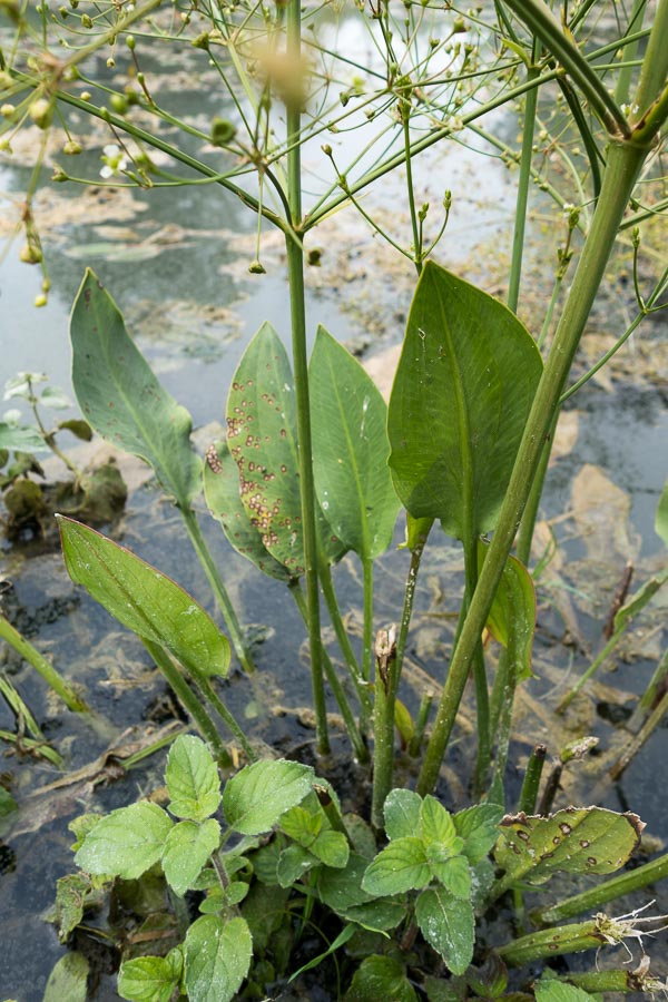 Alisma plantago-aquatica / Mestolaccia, piantaggine d''acqua