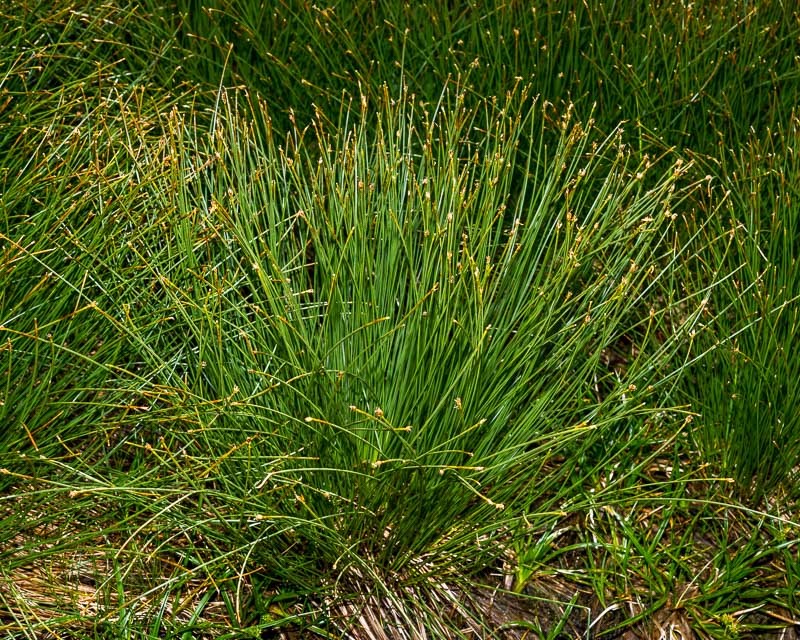 Trichophorum cespitosum