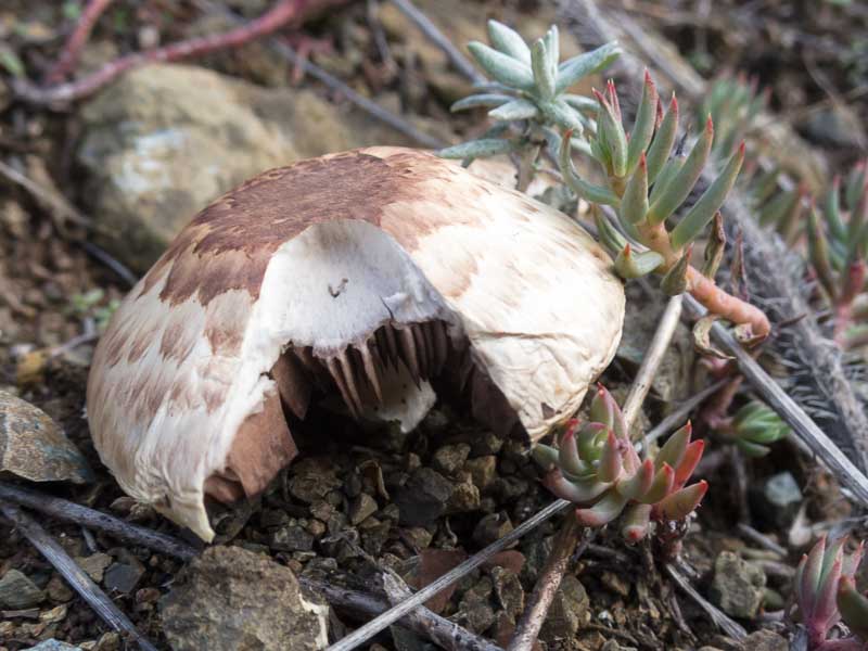 Funghi su ofiolite