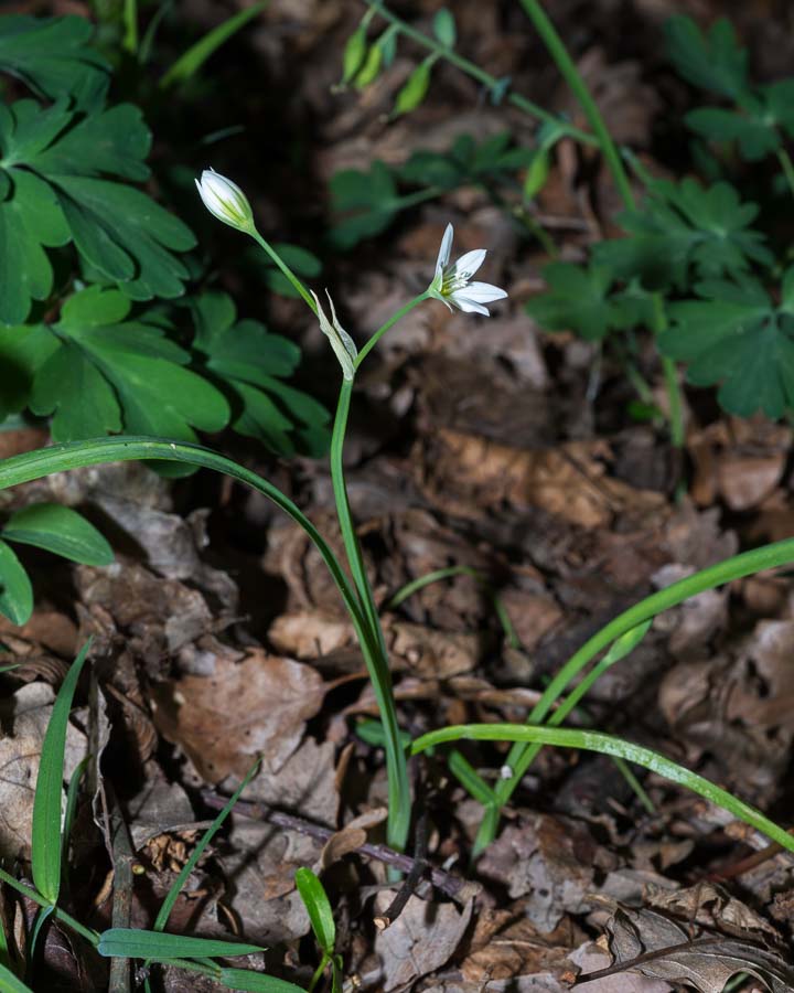 Allium pendulinum / Aglio pendolino