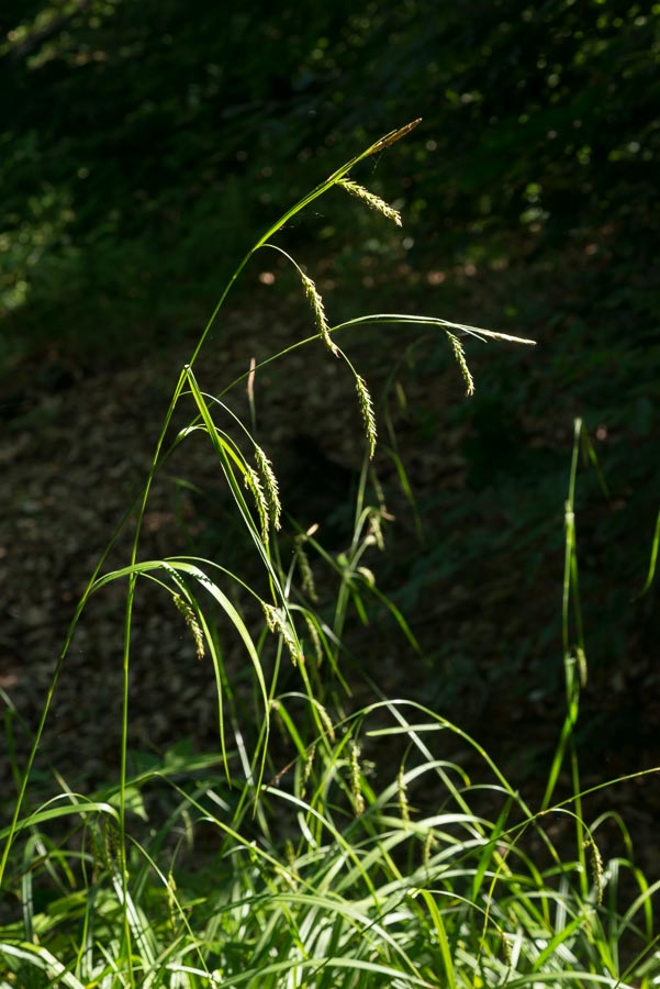 Carex sylvatica / Carice delle selve