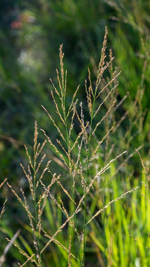 Molinia caerulea subsp. arundinacea / Gramigna altissima