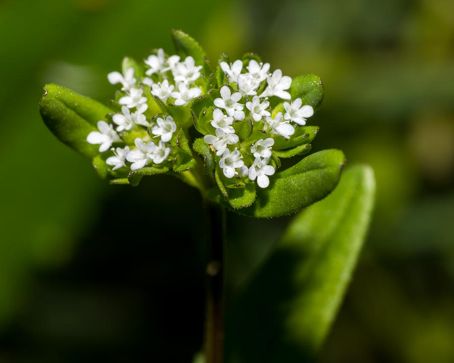 Valerianella sp. (Caprifoliaceae)
