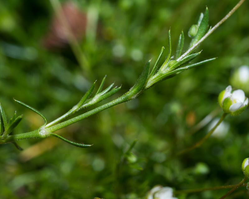 Sagina subulata / Sagina subulata