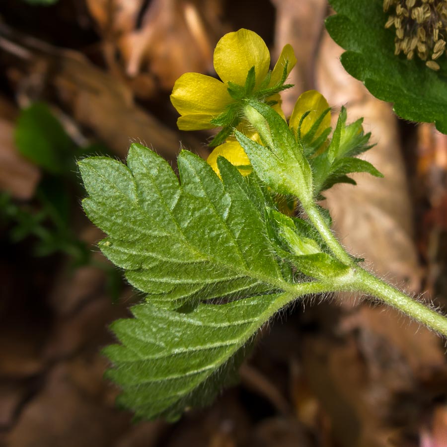 Aremonia agrimonoides / Agrimonia