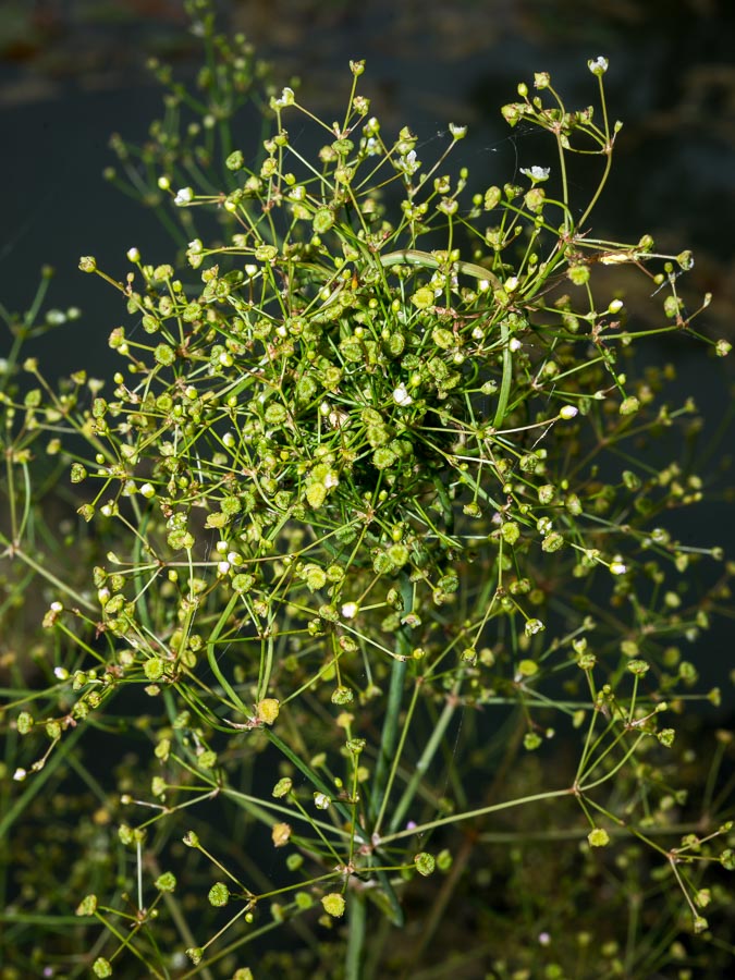 Alisma plantago-aquatica / Mestolaccia, piantaggine d''acqua