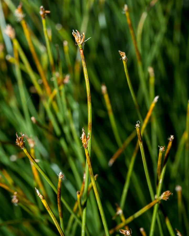Trichophorum cespitosum