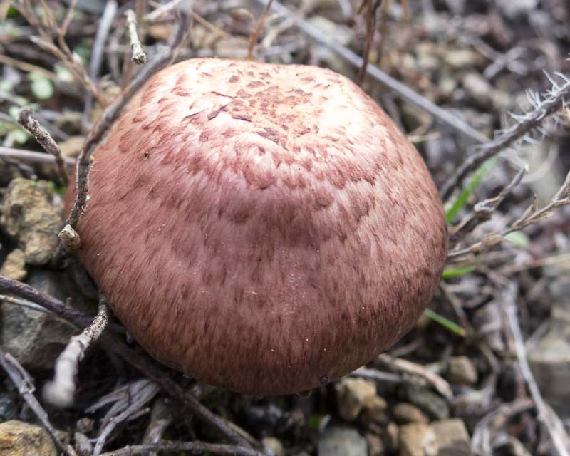 Funghi su ofiolite