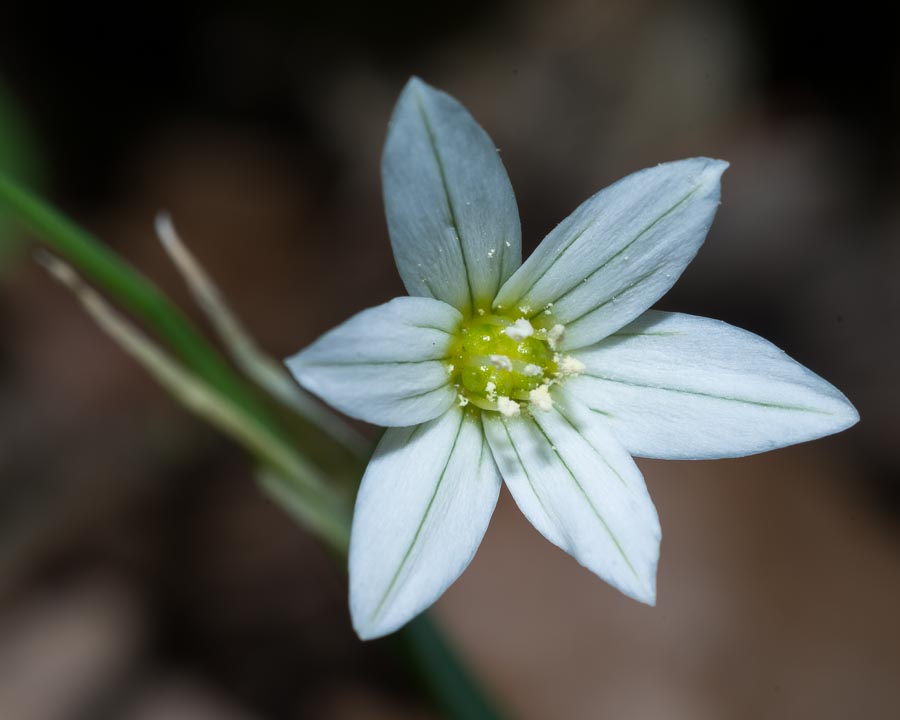 Allium pendulinum / Aglio pendolino