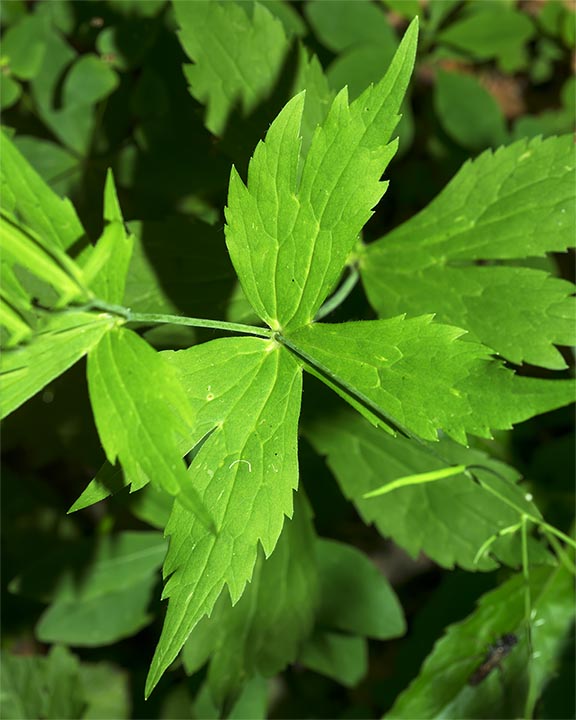 Fiore bianco in faggeta - Ranunculusi platanifolius