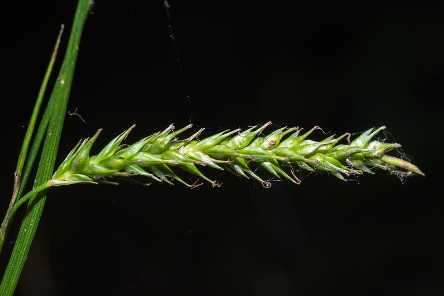 Carex sylvatica / Carice delle selve