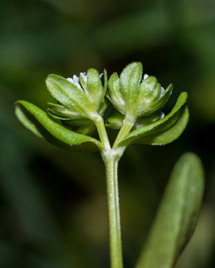 Valerianella sp. (Caprifoliaceae)