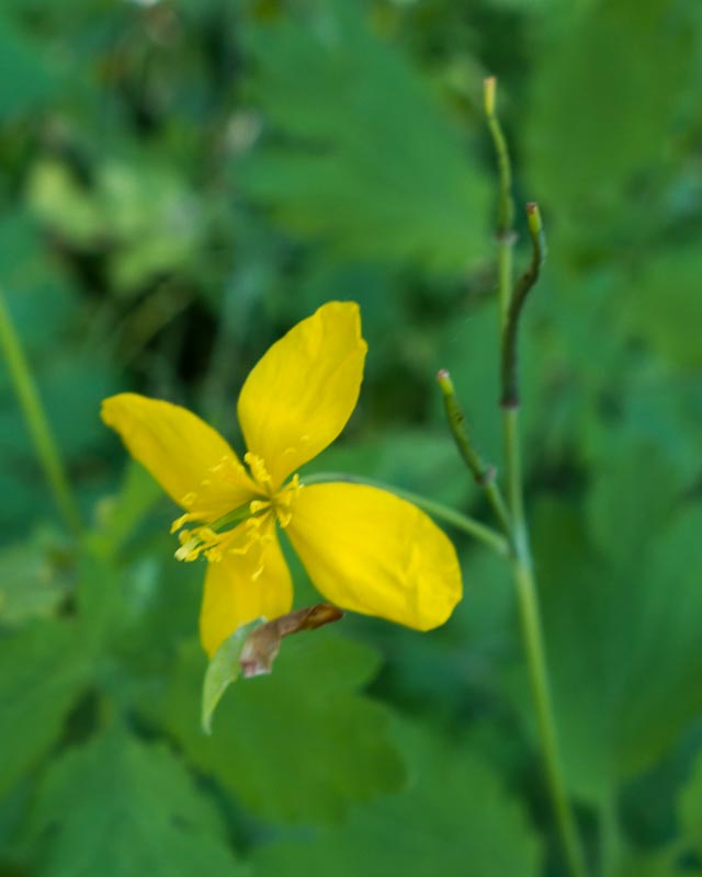 Chelidonium majus  (Ranunculales - Papaveraceae)