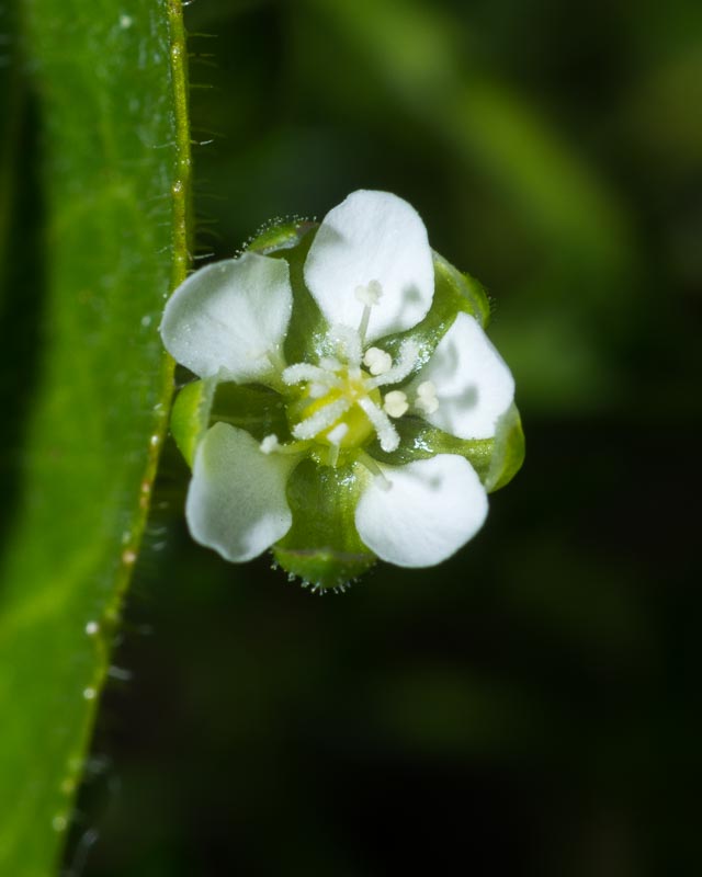 Sagina subulata / Sagina subulata